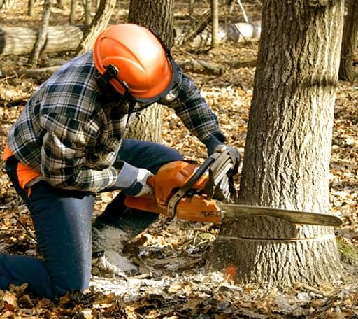 Tree Removal in Brookfield, VT